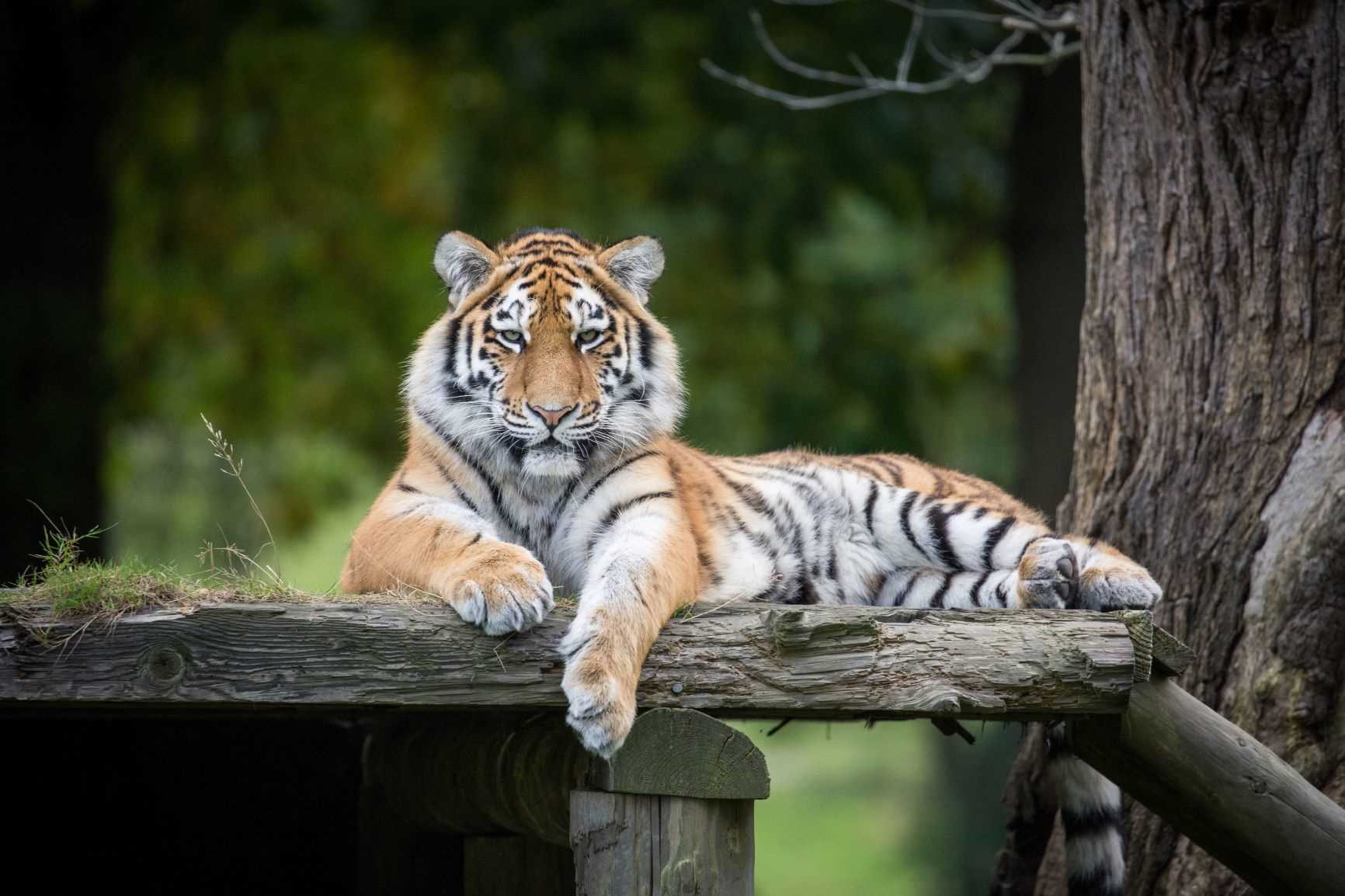 Milashki the Amur Tiger rests on wooden platform
