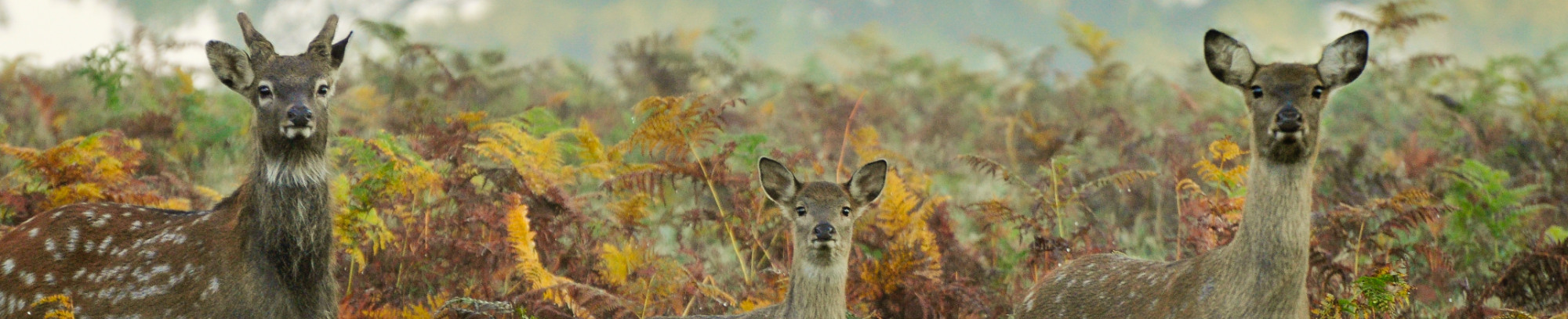 Deer on the Woburn estate