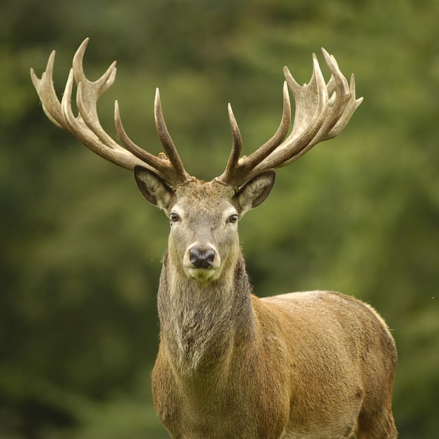 Image of woburn red deer