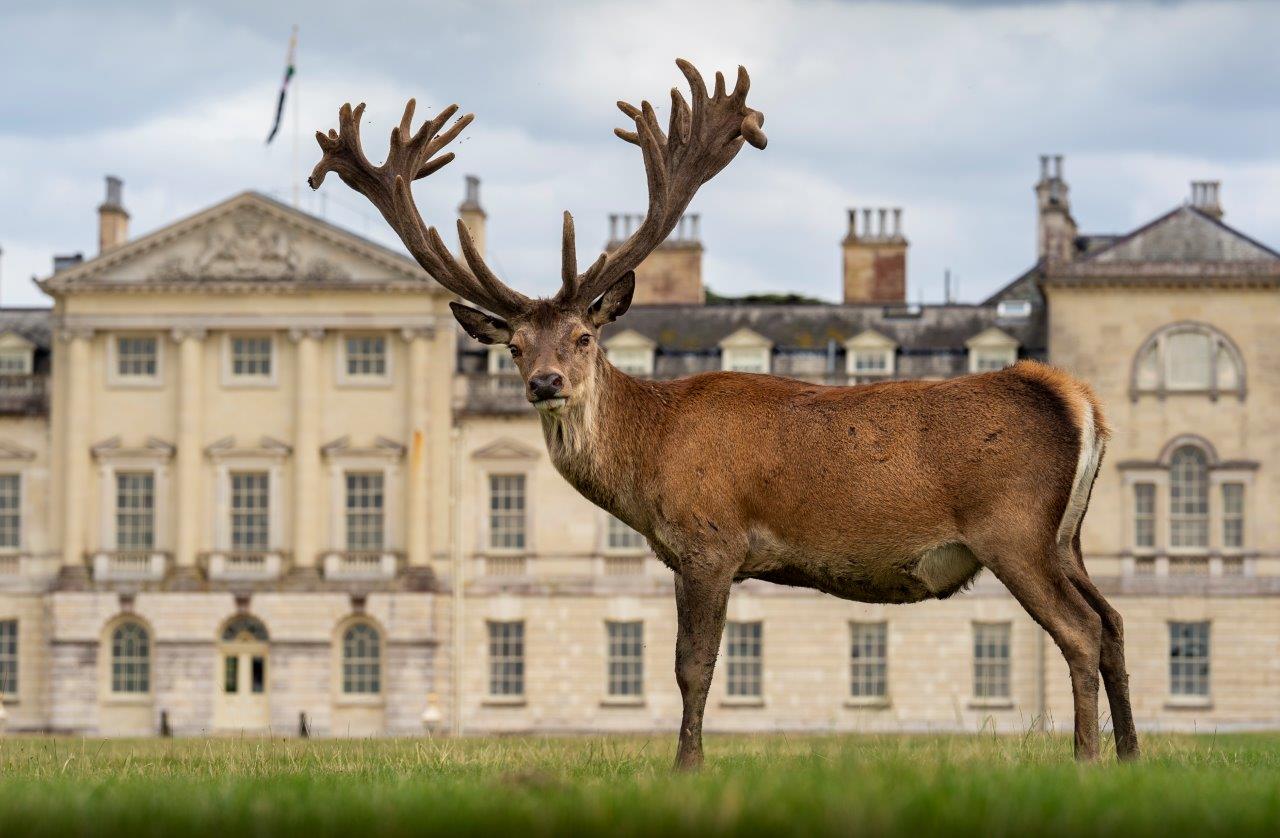 Woburn attractions Woburn