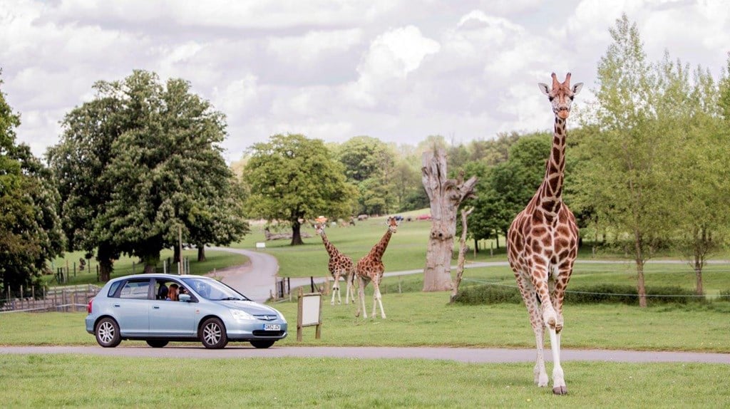 Image of giraffe junction with visitor car