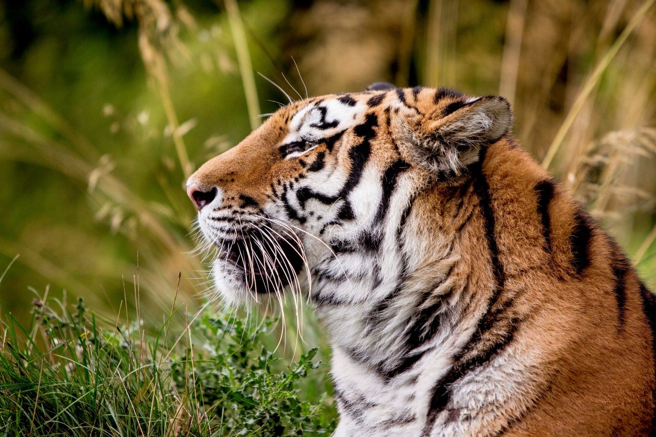 Image of tiger profile image